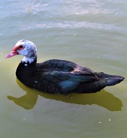 High angle view of duck swimming in lake