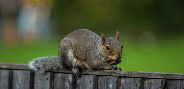 Close-up of squirrel on wooden fence