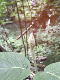 leaf