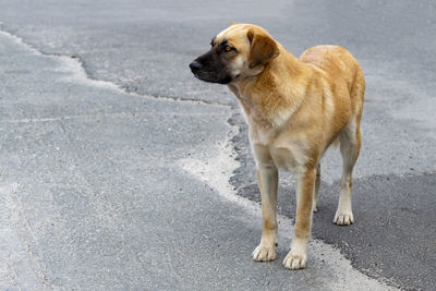 Dog standing on road in city
