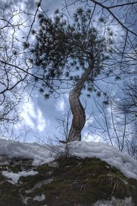 Bare tree on snow covered field against sky