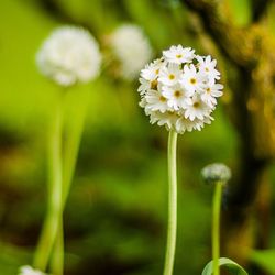 Close-up of fresh white flowers blooming in park