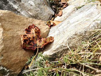 Close-up of dry autumn leaf