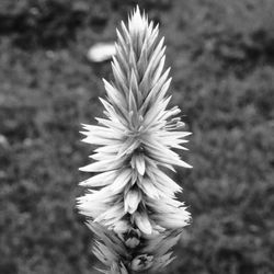 Close-up of flower growing outdoors