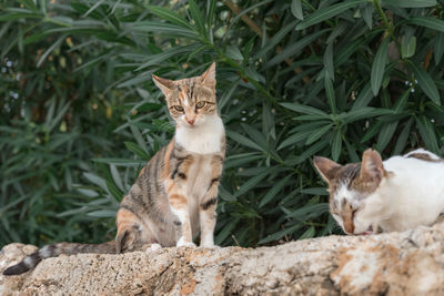 Homeless cats eat food on the street. help homeless animals.