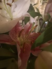 Close-up of pink lilies