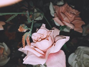 Close-up of rose bouquet