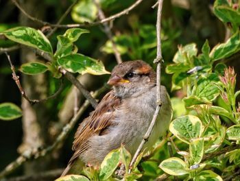 Close-up of a bird perching on branch