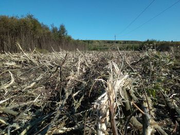Crops growing on field against clear sky