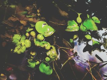 Close-up of water lily pads in lake