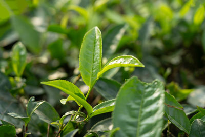 leaf
