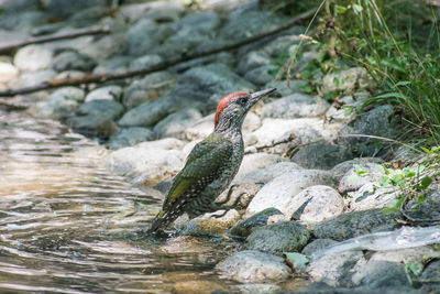 Bird perching on rock