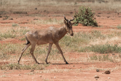 Side view of giraffe on land