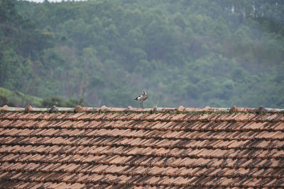 Bird on a wall of a house