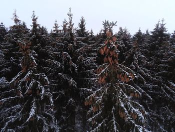 Low angle view of pine tree in forest against sky