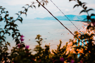 Close-up of plants by sea against sky