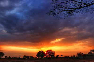 Silhouette of trees during sunset