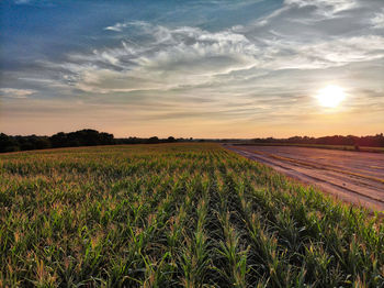 Scenic view of field against sky during sunset