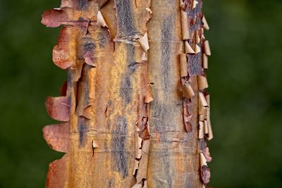 Close-up of tree trunk in forest