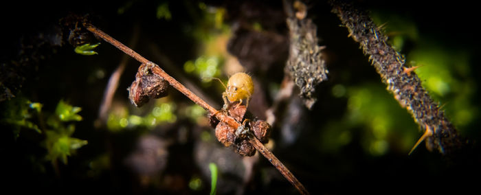 Close-up of plant hanging on twig