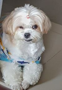 Portrait of white dog