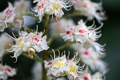 Close-up of cherry blossom