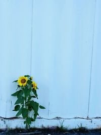 Close-up of yellow flowering plant against wall