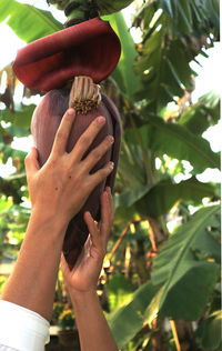 Close-up of hand holding plant