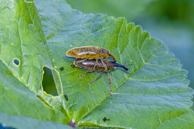 Close-up of insect on leaf