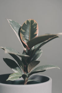 Close-up of plant on table