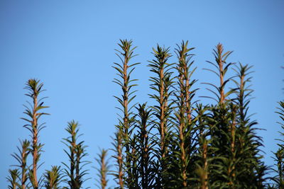Low angle view of crops against clear blue sky