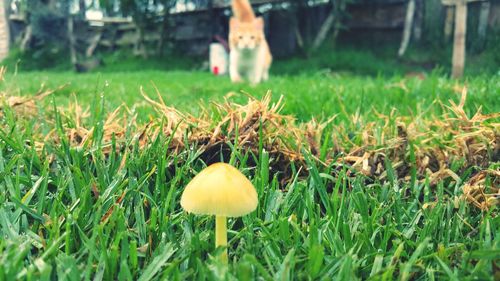 Close-up of mushroom growing on field