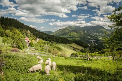 View of sheep on landscape against cloudy sky