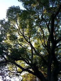 Low angle view of tree