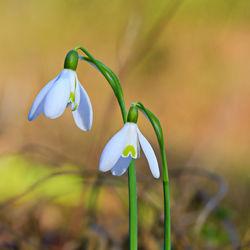 Close-up of white flowering plant