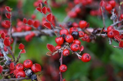 Close-up of red berries growing on tree