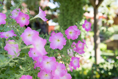 Close-up of pink flowering plants in park