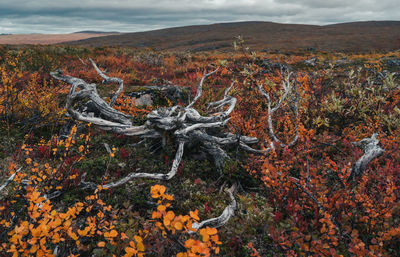 High angle view of driftwood on landscape