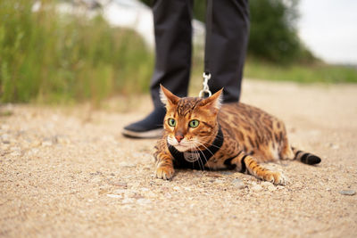 Scared beautiful bengal cat with green eyes outdoors lying on ground.unrecognizable man walking 