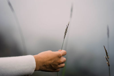 Close-up of hand holding plant