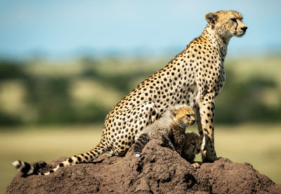 View of a cat on rock