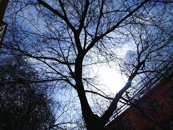 Low angle view of silhouette tree against sky