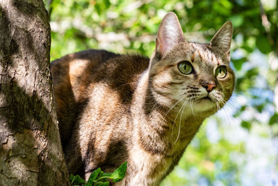 Close-up portrait of a cat