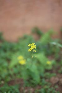 Close-up of yellow flower growing in field