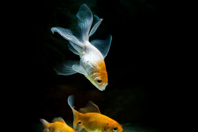 Fish swimming in aquarium