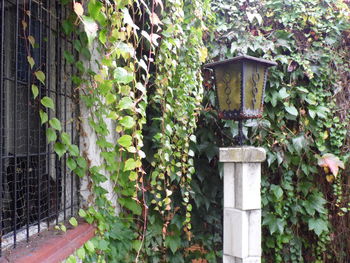 Ivy growing on wall