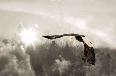 View of eagle flying in sky