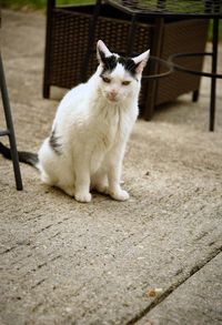 Portrait of white cat sitting outdoors