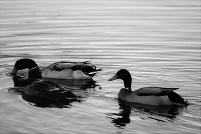 Ducks swimming in water