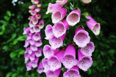 Close-up of pink flowers